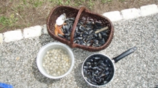 produits-locaux-oleron-location-acheter-huitres-marennes-spot-pour-ramasser-coquillages